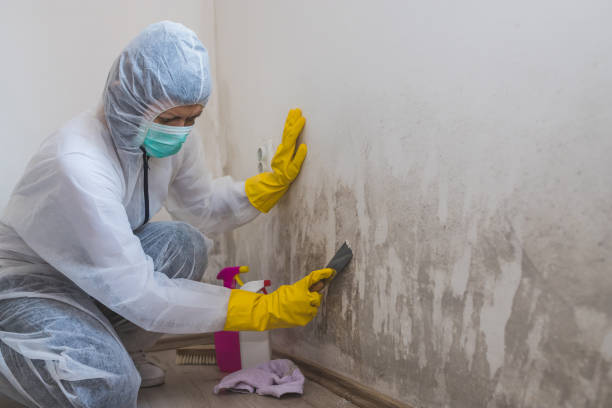 Best Basement Mold Remediation in Tanaina, AK