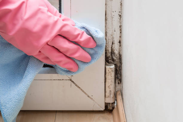 Best Residential Mold Remediation in Tanaina, AK