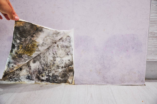 Best DIY Mold Remediation Support Services in Tanaina, AK